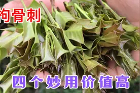 枸骨又名猫儿刺是个宝？四个妙用价值高？山上遇到摘回家，了解下视频封面