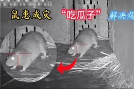 老鼠在农场里到处乱窜打洞搞破坏，给它安排“吃瓜子”这下安逸了视频封面