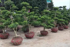 造景黄杨、云层各异、可盆栽、地栽、适合别墅、庭院、门庭等视频封面
