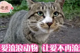 虎头虎脑的小老虎，在我的精心照顾下变的非常可爱。视频封面