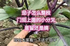 茄子怎么整枝才能结的多？这样留分叉，一棵多结很多茄子