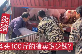 猪场又卖小猪，44头100斤的猪能卖多少钱？未来猪行情你怎么看？视频封面