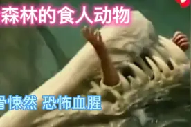 原始森林探险  各种食人动物  让人看了毛骨悚然 恐怖刺激   血腥视频封面