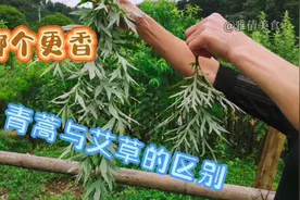 青蒿不是艾草，为啥许多人分不清，常将它们混淆，究竟有什么区别视频封面