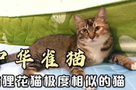 与狸花猫极度相似的猫：中华雀猫（麻猫）
