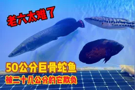 猛鱼榜排前的巨骨舌鱼，居然被一条小鱼欺负，真是难以置信视频封面