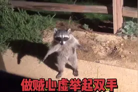 浣熊到院子觅食被发现，做贼心虚举起双手，老人喂食惹上“麻烦”视频封面