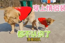 河南夫妻给10条狗买过冬衣服，穿上后它们表现异常，这是因为什么视频封面