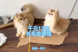 一千块就能买到12色长毛金渐层，什么原因会这么便宜视频封面