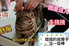 小主人外出游玩冷落了猫咪，回到家猫咪第一时间凑上跟前寻求安慰视频封面