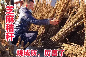 芝麻秸秆成了香饽饽，别再当柴火烧，2个新妙用，家家户户用得上视频封面