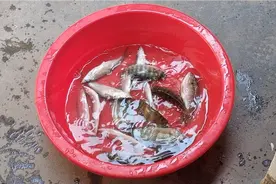 这样用七星串钩，不仅仅收获蓝刀鱼，罗非红眼都可以钓到。视频封面