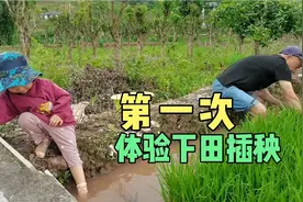 农村小朋友第一次体验下田插秧，插秧是假，快乐是真的！视频封面