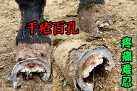 蹄内感染3年彻底坏了！脚心血泡渗之入骨，切下3斤血片终于康复了视频封面