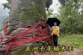 贵州的楠木王，掉落一根枝丫卖了50万，是中国最值钱的3棵树之一视频封面
