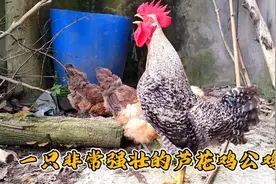 非常美丽强壮的芦花鸡公鸡，几只母鸡就像温顺的小猫咪视频封面