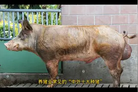 养猪业常见的中外十大种猪视频封面