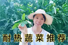 这几种蔬菜，在40度高温下越长越好，种得快，还能抢好几茬视频封面