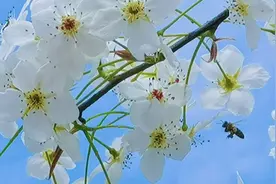 赵县万亩梨花竞放宛若仙境，旗袍中心助力梨花节。高金鹏摄影报道视频封面