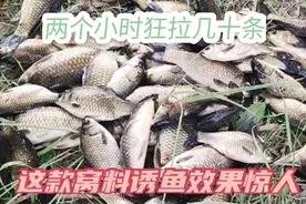 用这款秘制窝料打窝，狂拉鲫鱼就是这么简单，两小时钓获几十条视频封面