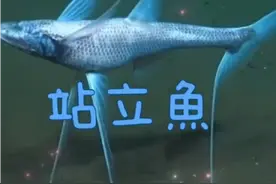 能站立的魚