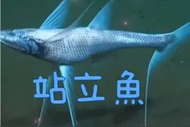能站立的魚