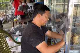桑黄椴木接种，徒弟们认真操作，做好每一个环节都很重要。视频封面