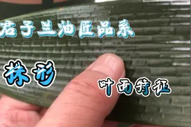 今天带兰友看看我的君子兰，大油匠有什么特征。视频封面