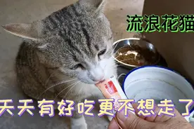 爱猫的大姐，善待每只遇见的猫，每天两次按时喂流浪猫视频封面