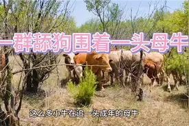 一群小公牛与一头成年母牛的爱恨情仇视频封面