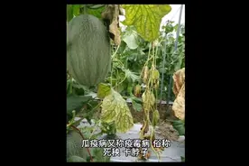 瓜疫病的发生及防治视频封面