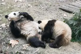 体育课后，花花感觉有些疲倦，躺在和叶怀里一会儿就睡着了视频封面