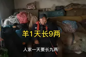 羊一天长9两肉，放羊大爷讲是可以的，需要有几个条件视频封面