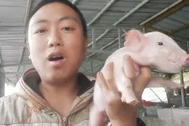 新生仔猪的脐带怎么处理才好呢？脐带神器分享视频封面