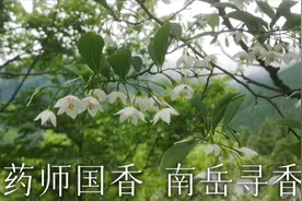 南岳衡山香药之安息香科野茉莉视频封面