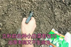立秋前后种小白菜，一个小技巧小白菜出芽率高，长势快又不生病虫视频封面