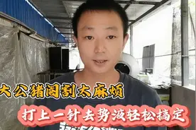 公猪太大阉割不好操作，有办法，去势液打上去轻松搞定视频封面
