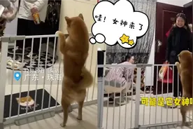 一定是特别的缘分！狗狗看到女孩来家里，激动地跳舞欢迎视频封面