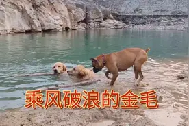 5条狗为什么只有金毛不怕水？拳师犬这次敢下吗？结果很失望视频封面