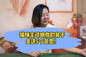 猫咪主动吻你的鼻子，是这5个意思！视频封面