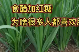 食醋加红糖，为啥很多人一直喜欢用，用好了比叶面肥强视频封面