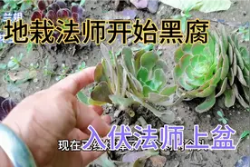 持续淋雨地栽法师扛不住了，伏天挖出来上盆，南瓜可以包饺子吃了视频封面