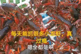 农村小伙养小龙虾真漂亮，每天抓几筐小龙虾真过瘾，发财的节奏视频封面