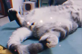 你永远叫不醒一只装睡的猫！视频封面
