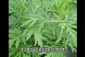 茵陈养生功效与禁忌视频封面