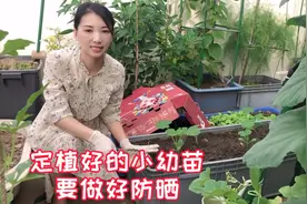 秋天的蔬菜定植了，做好防晒小苗才能长得好视频封面