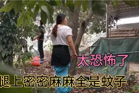 容儿穿短裙去摘荔枝，腿上密密麻麻全是蚊子，吓到拿外套裹住腿视频封面