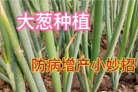 大葱地里撒一把，大葱疯长不停没病害，后期葱白又长又直口感好视频封面