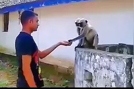 人打猴子画面。最后猴子会怎么反击？视频封面