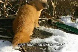 黄鼠狼被尊称为“黄大仙”，在东北地区，为啥很多人不敢招惹它？视频封面